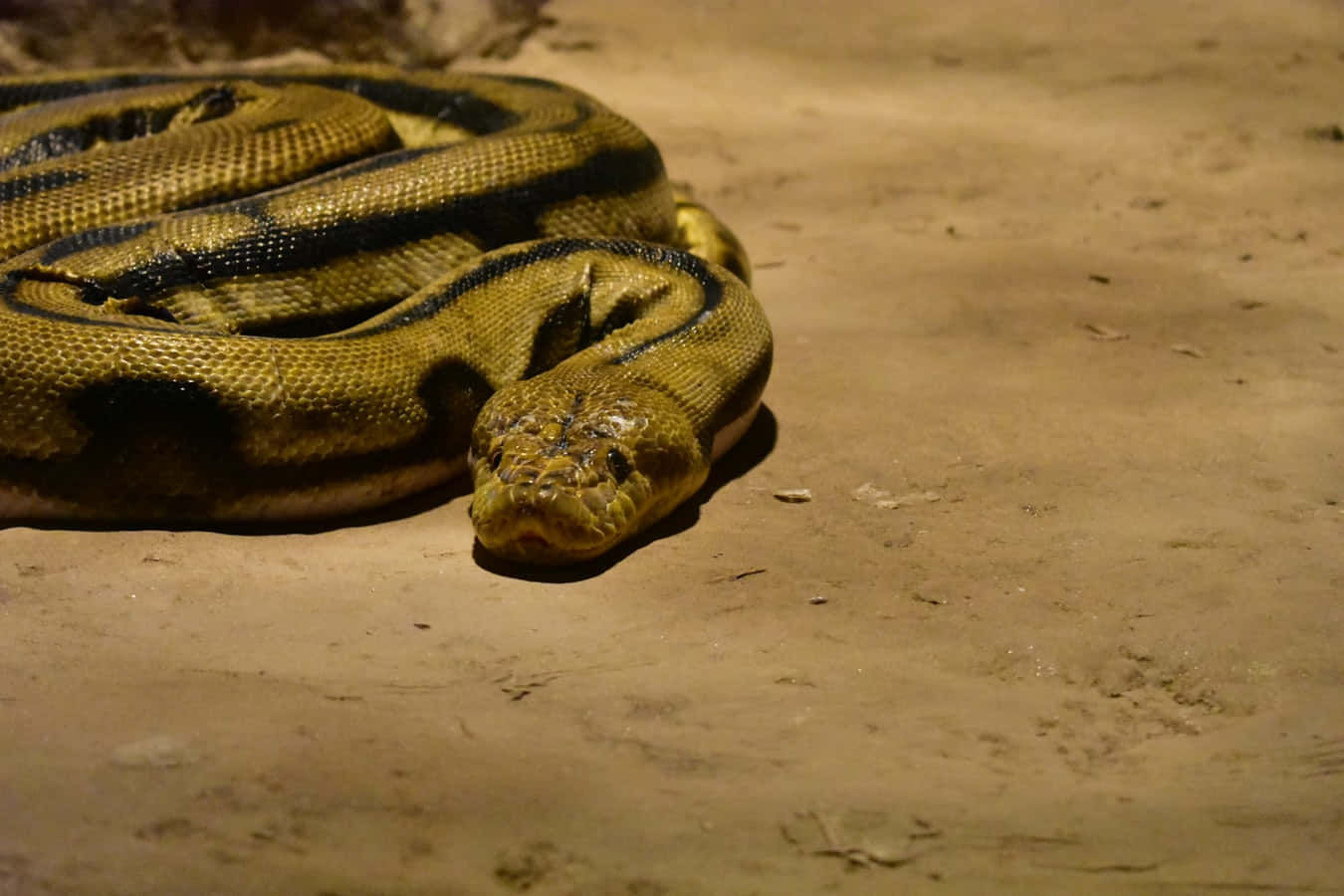 Resting Yellow Anaconda Wallpaper