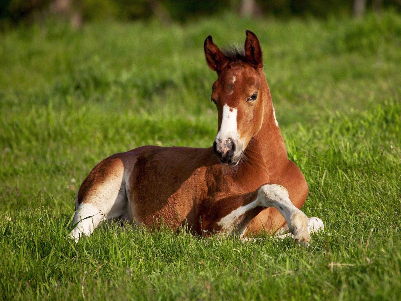 Resting Young Horse Foal On Grass Wallpaper