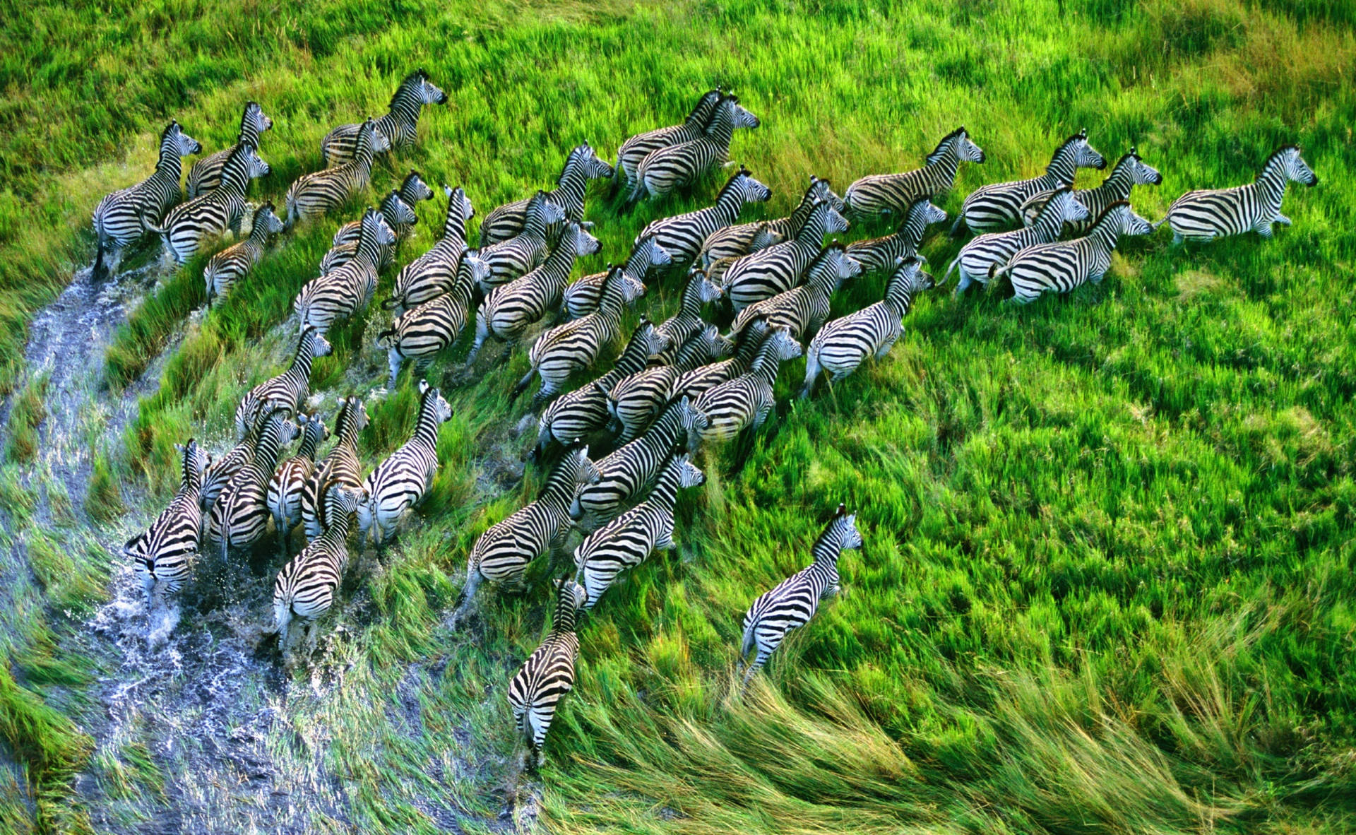 Retina Zebras Grass Run