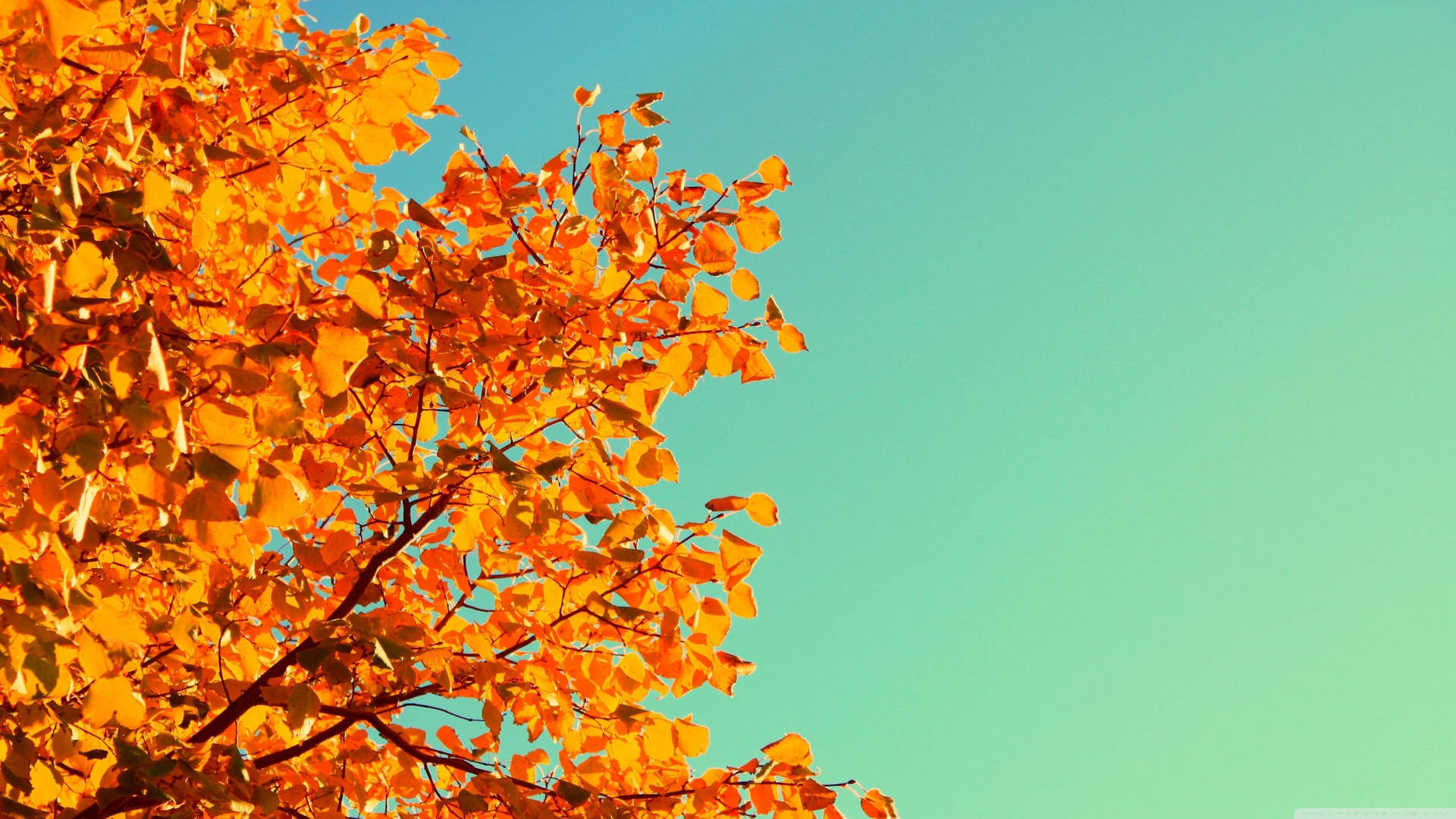Retro Autumn Orange Hickories Tree