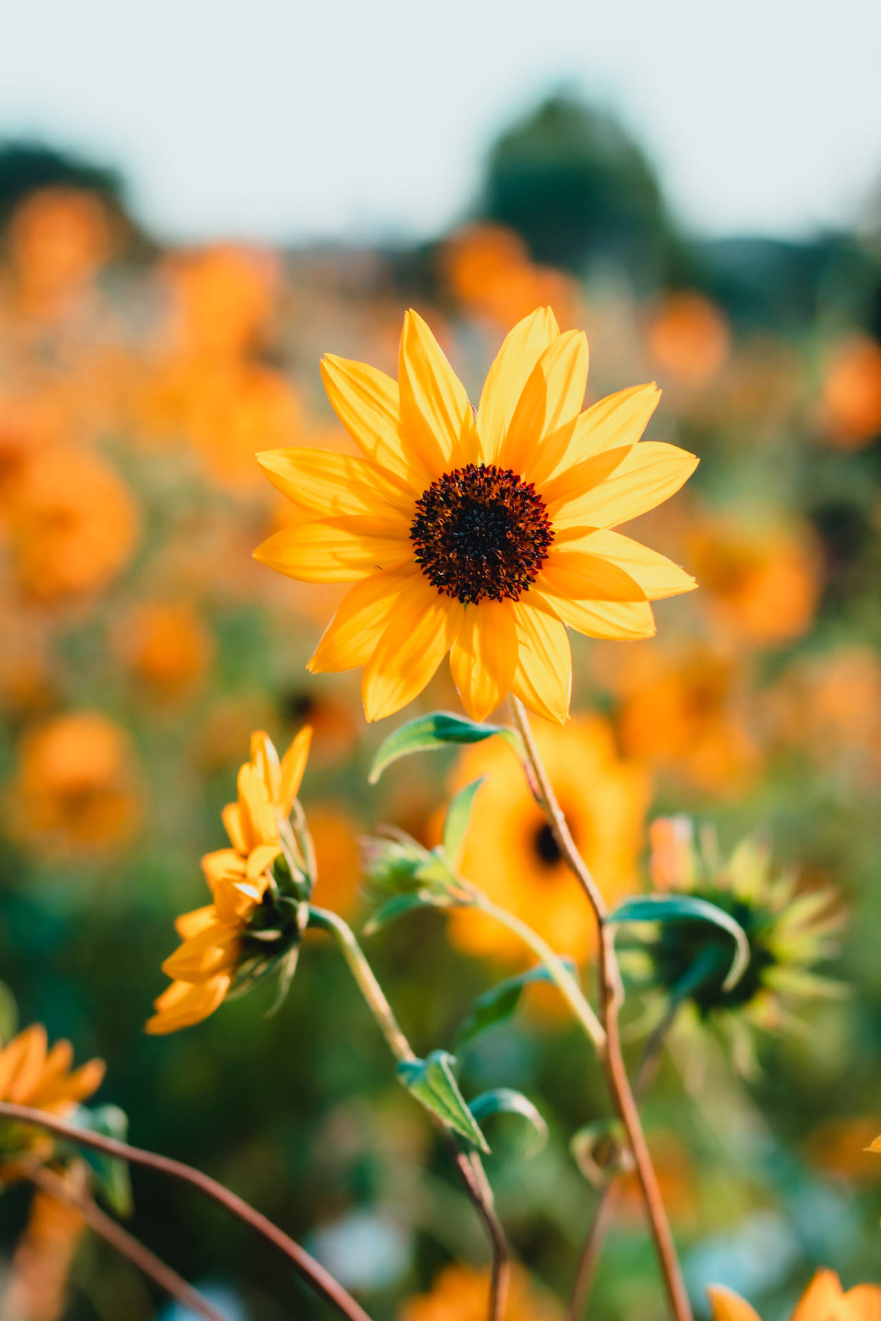 Retro Bright Sunflowers