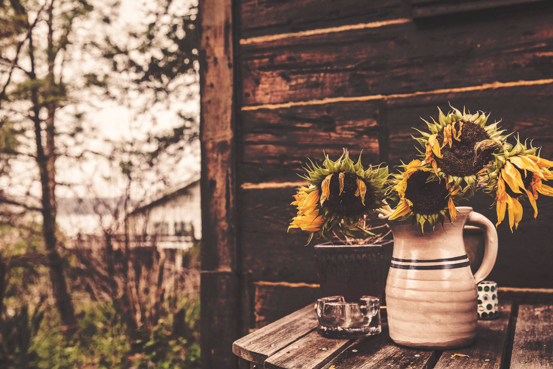 Withered Sunflowers Shining Bright Wallpaper