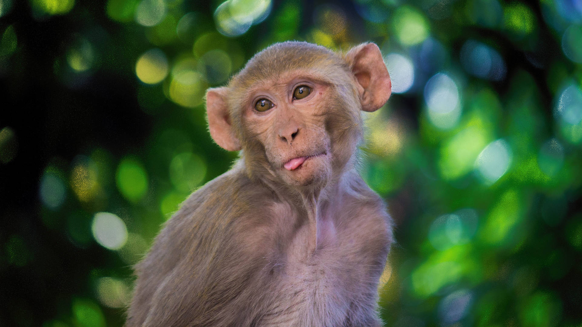 Rhesus Macaque Monkey Wallpaper