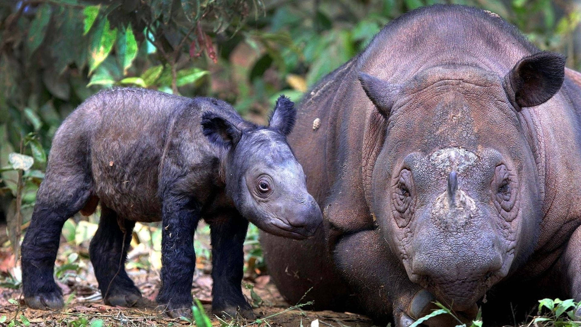 A baby Rhino grazing in the wild Wallpaper