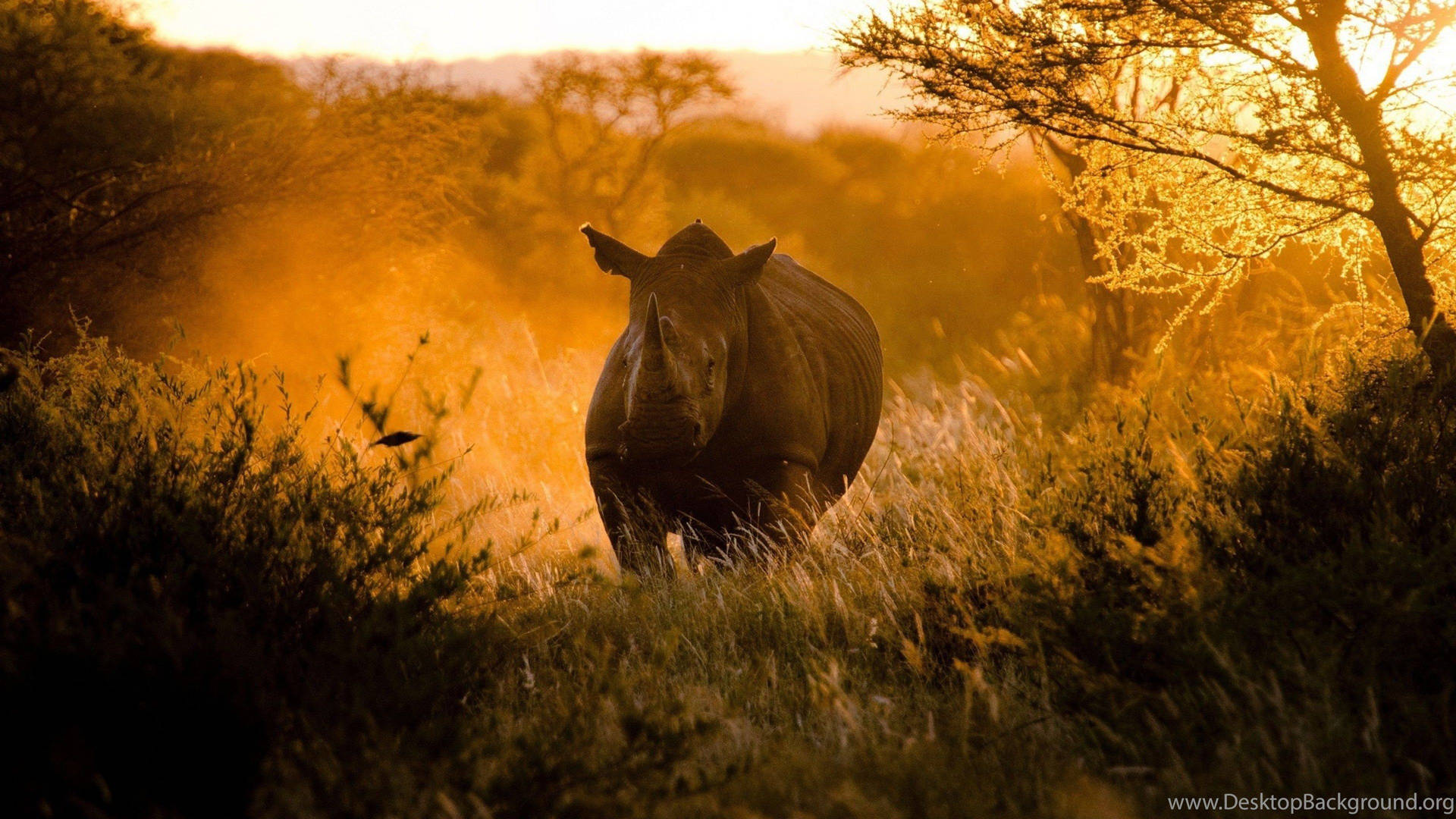 Rhino In Africa Picture