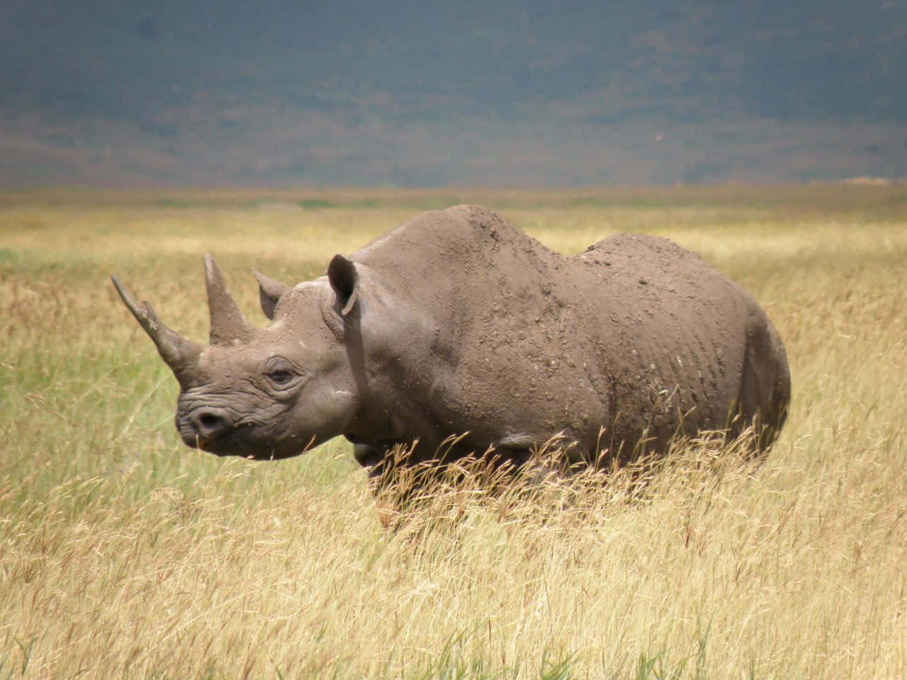 Rinoceronteafricano Che Guarda In Lontananza.