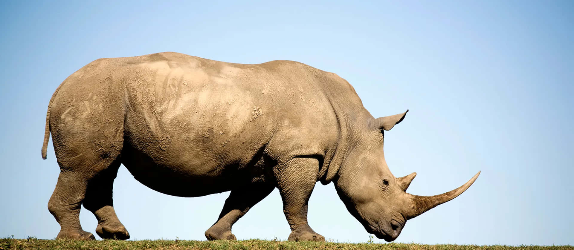 Rhinoceros Eating A Grass