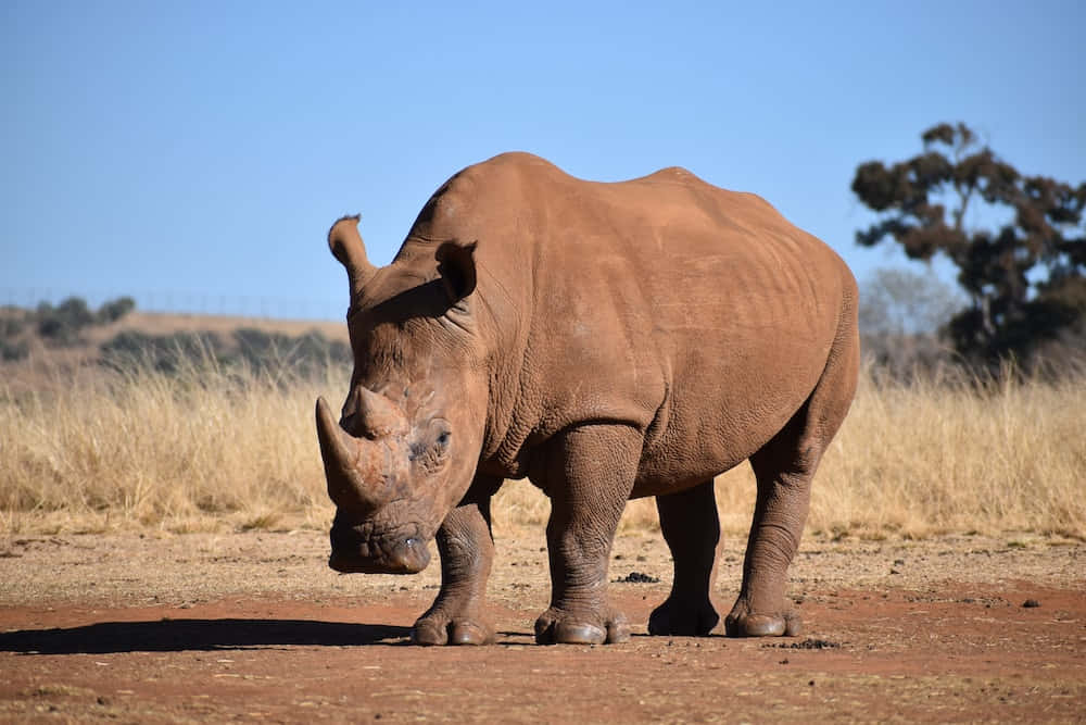 En majestætisk næsehorn roligt krydser en tørlagt Afrikansk savanne.