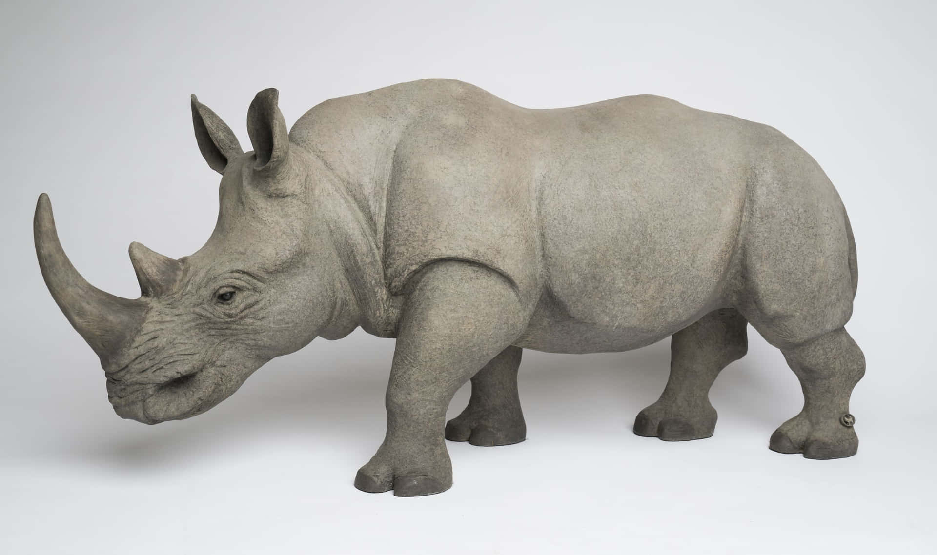 A Close-Up of a Rhinoceros