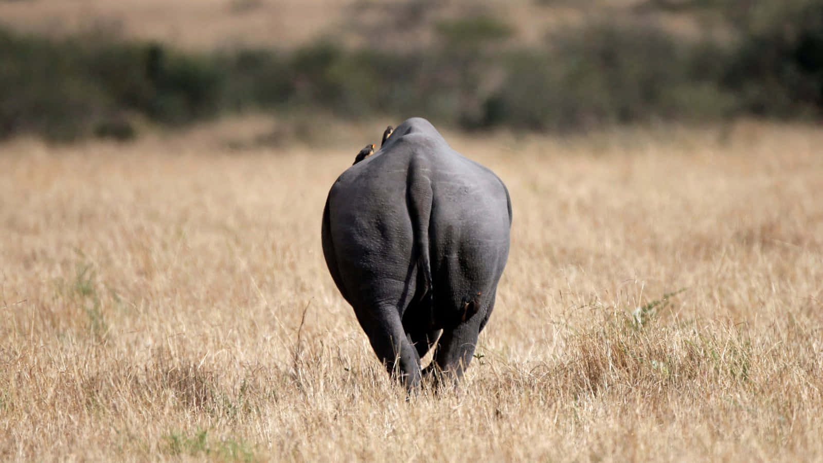Close-up view of a rhino in its natural habitat