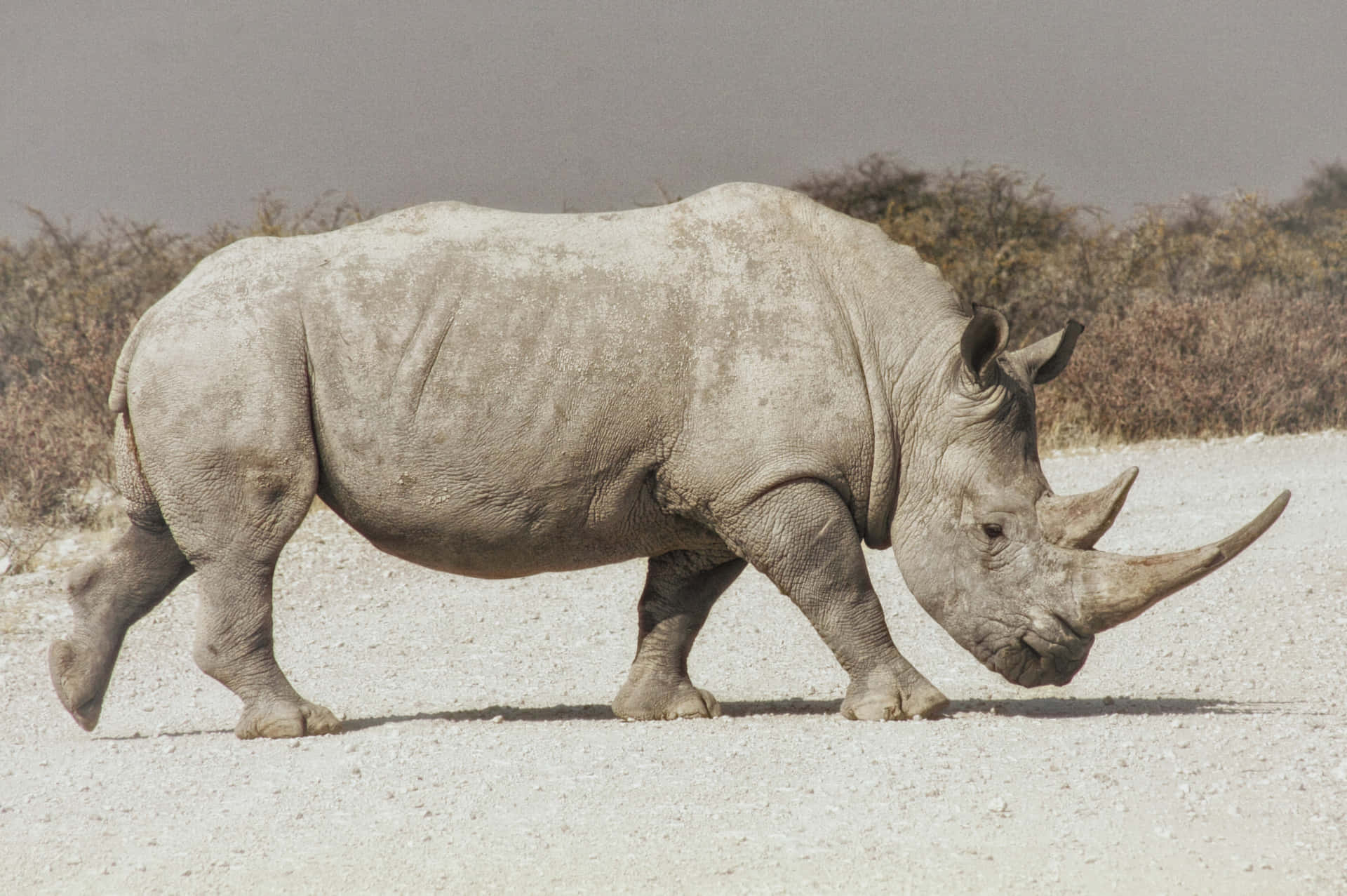 A Rhino Walking On A Dirt Road
