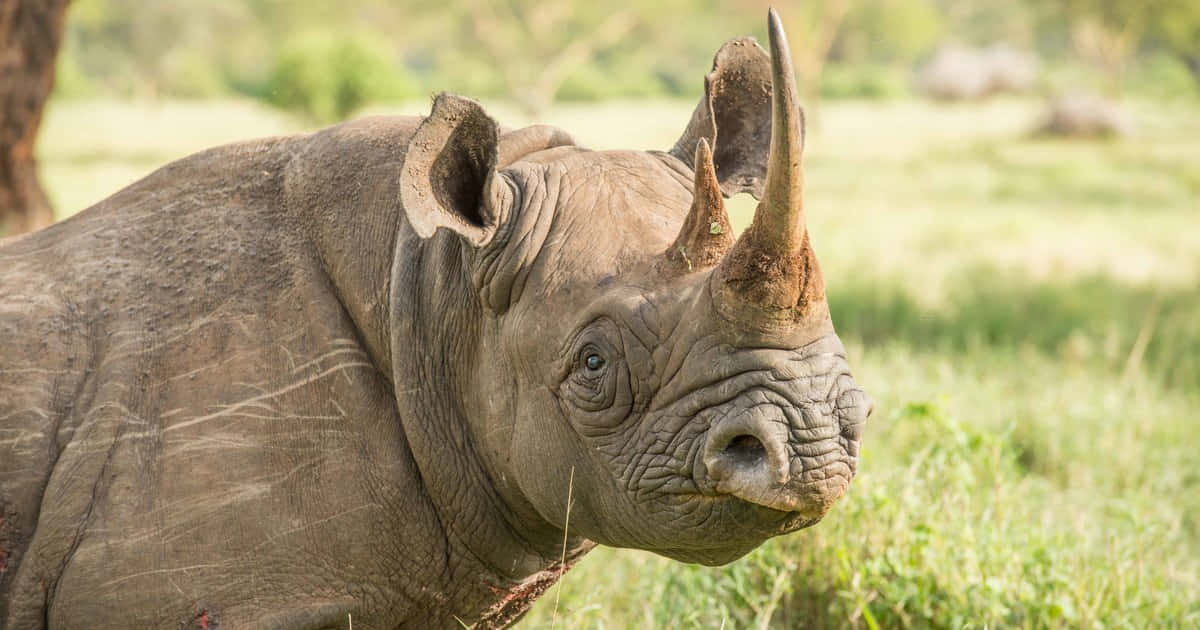 Rhinoceros In Kenya