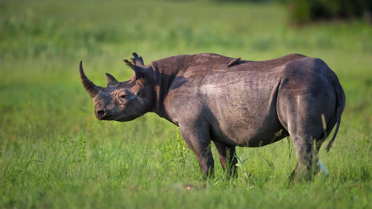 A Rhino Roaming on the Savannah