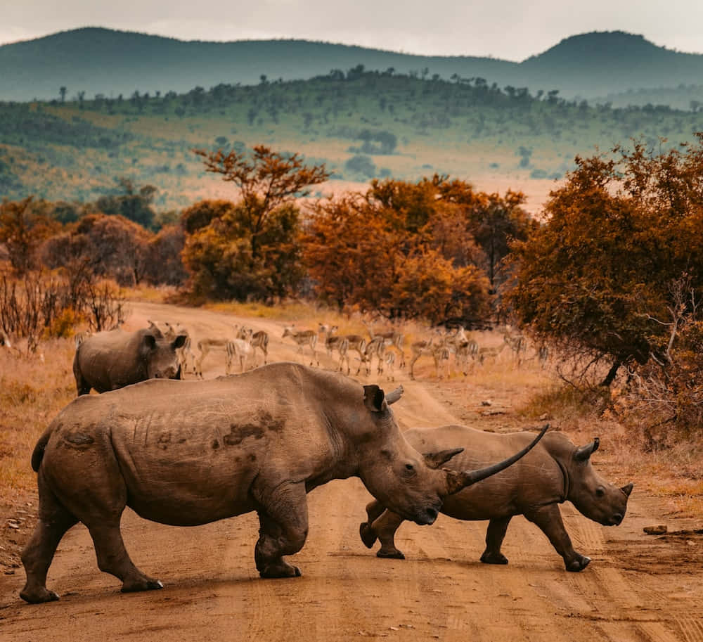 Rhino standing in scenic savannah.
