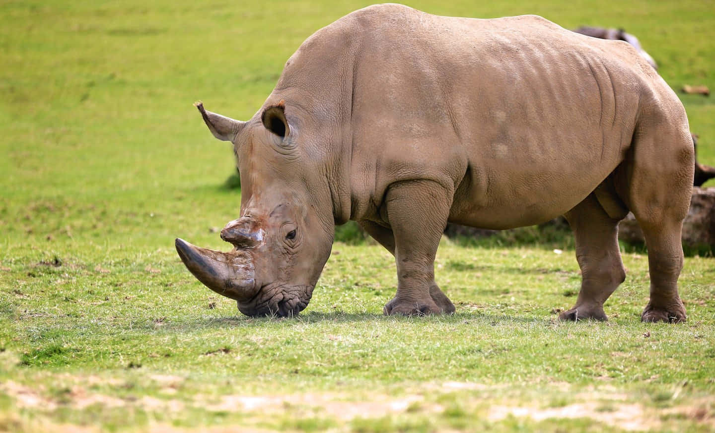 A Rhino In Its Natural Habitat
