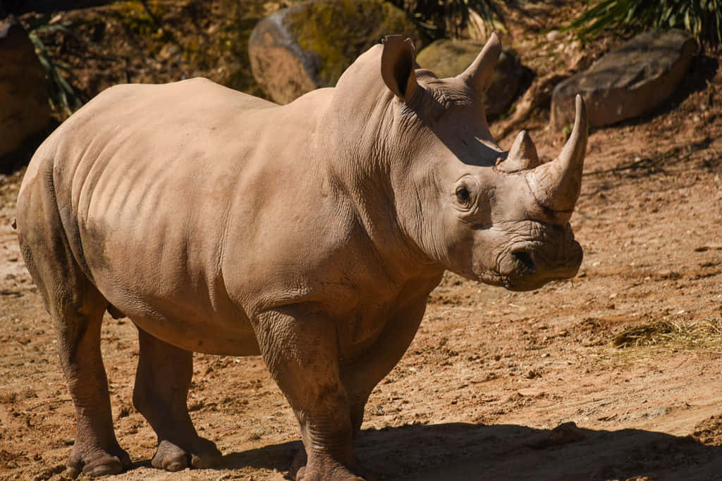 Uncurioso Rinoceronte Guarda Nella Savana Africana