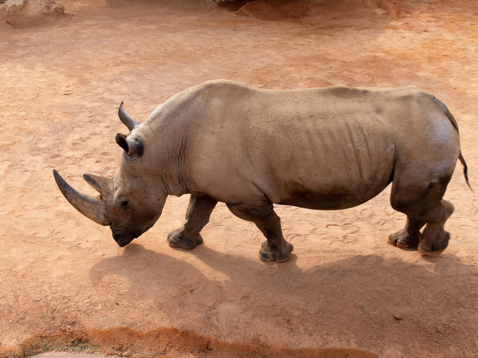 En kæmpe næsehorn vandrer tværs over savannen i jagten på mad og vand.
