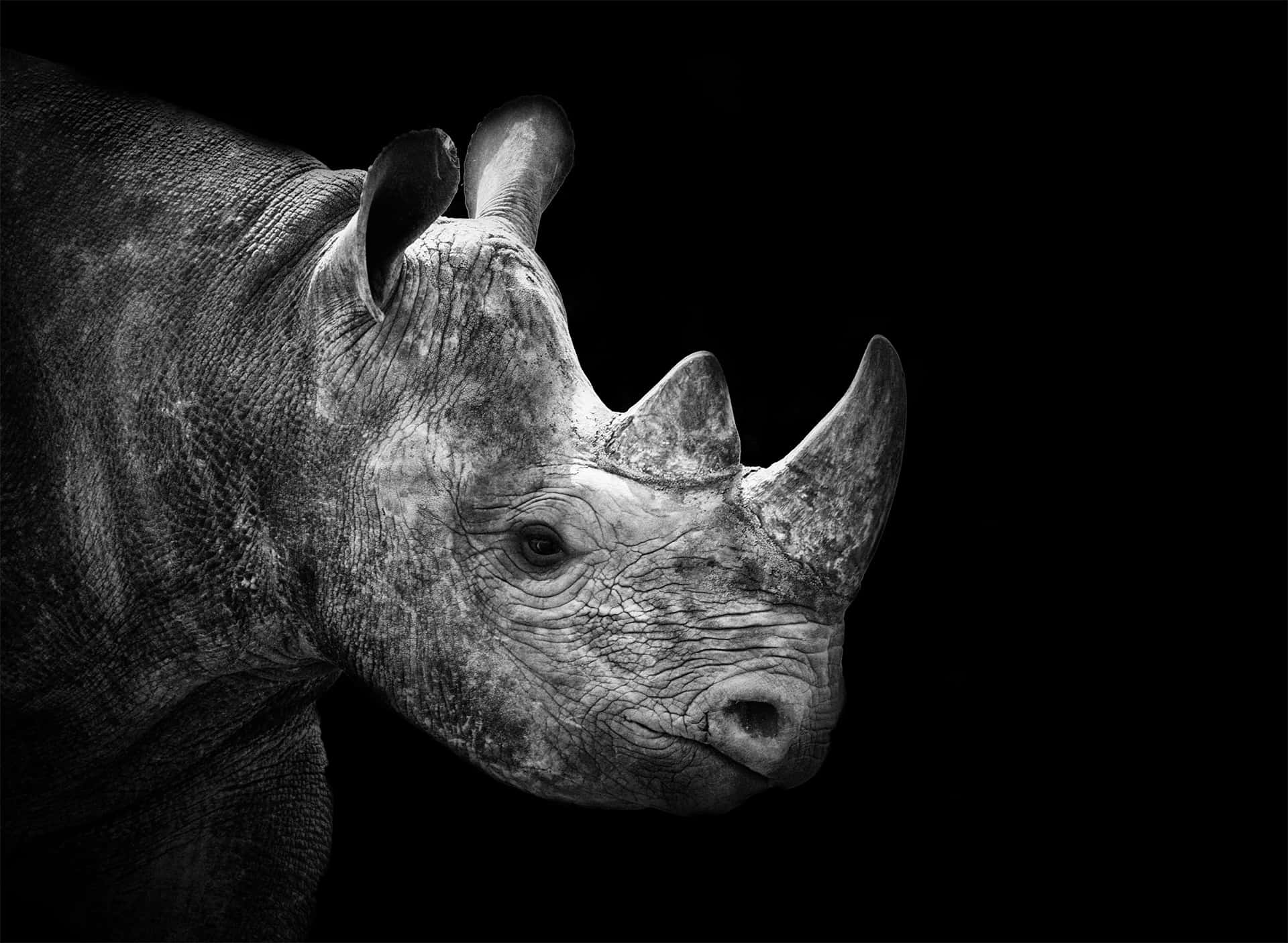 Unmajestuoso Rinoceronte Salvaje En Su Hábitat Natural.