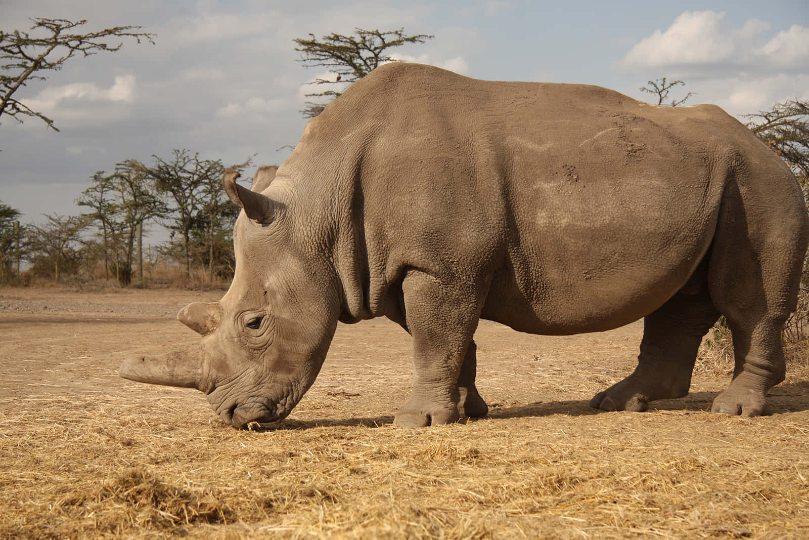 Afrikansk hvid næsehorn viser sine horn frem mod en græsagtig baggrund.