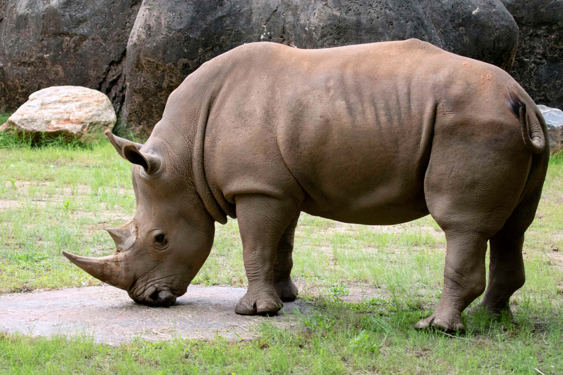 "Powerful Rhino Grazing Against Majestic Background"