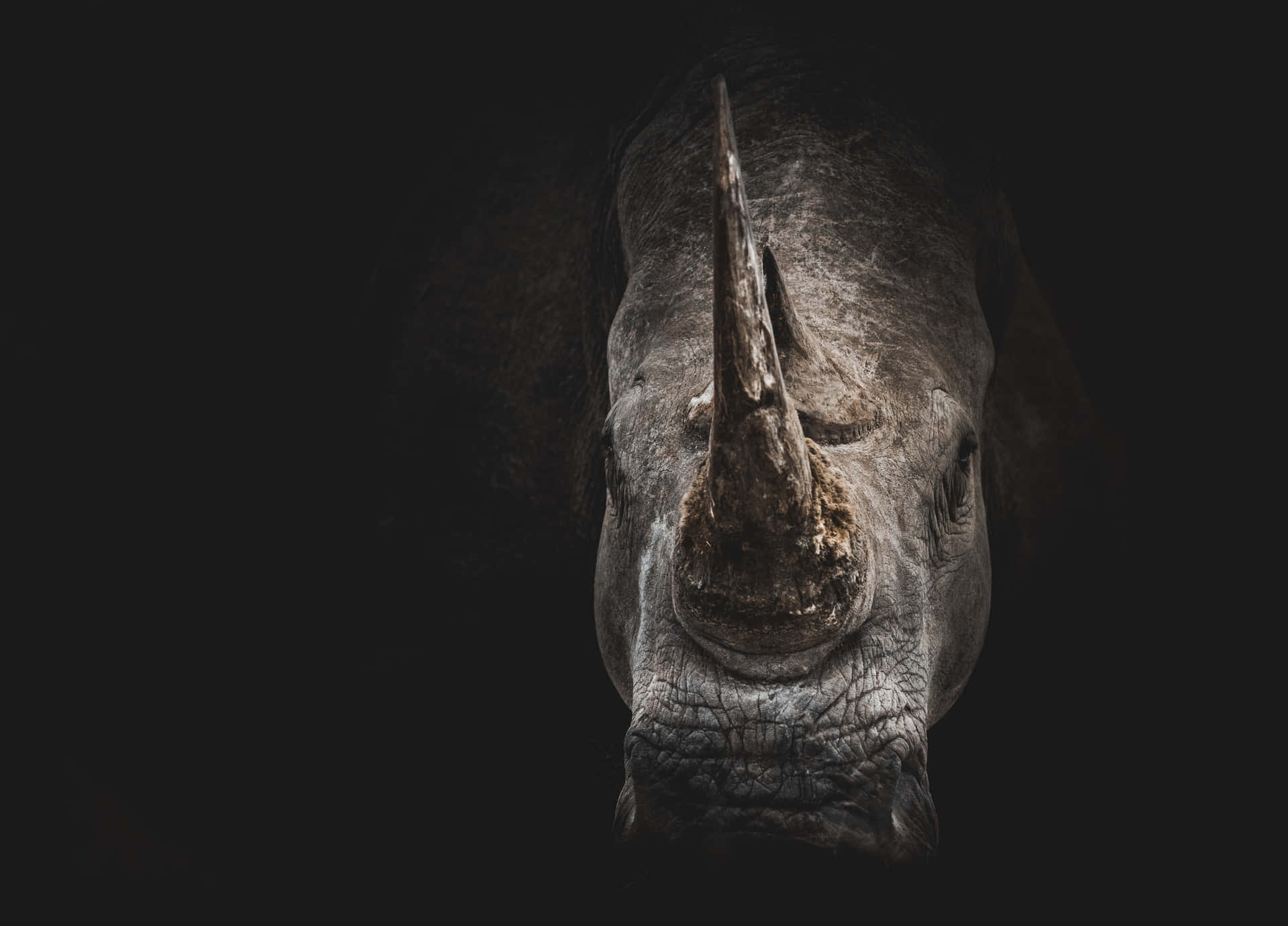 Rhinoceros - Close Up Portrait