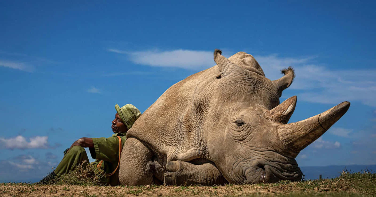 A Man Is Laying On The Ground Next To A Rhino