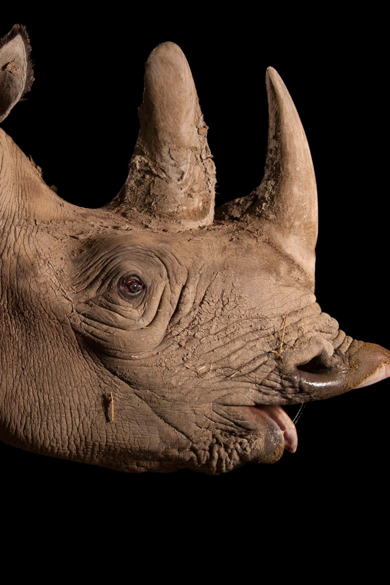Unbellissimo Rinoceronte Bianco Africano Nel Suo Ambiente Naturale.