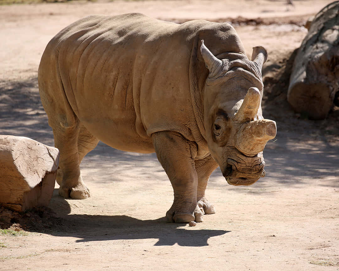 A Rhino peacefully grazing in the savannah