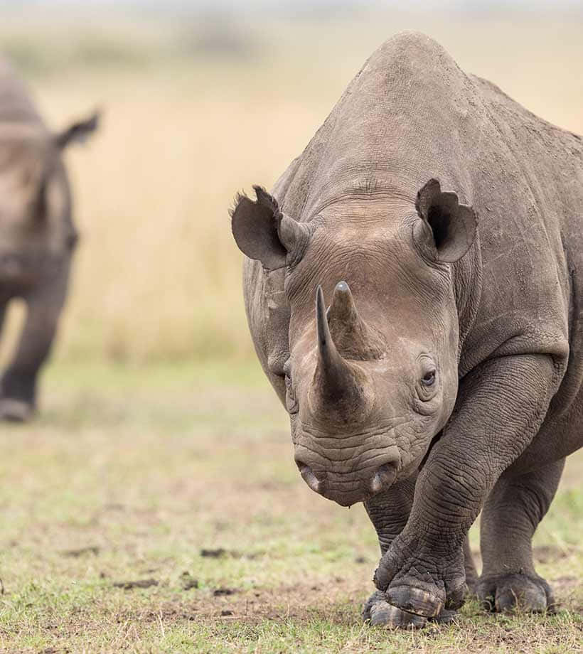 Ilmaestoso Rinoceronte Si Erge Maestoso Nel Suo Habitat Naturale