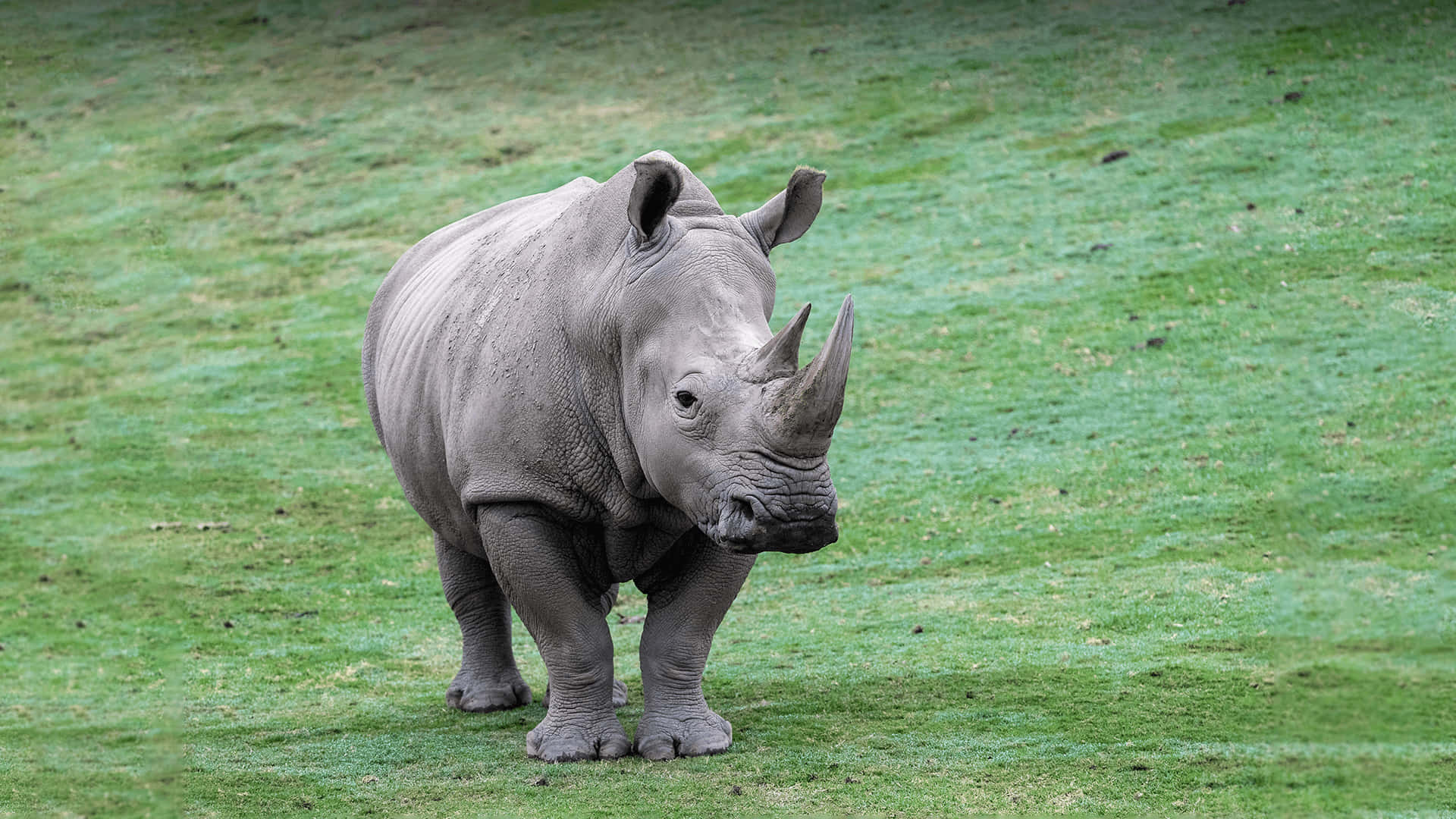 Ungráfico De Rinoceronte Con Una Presencia Impactante
