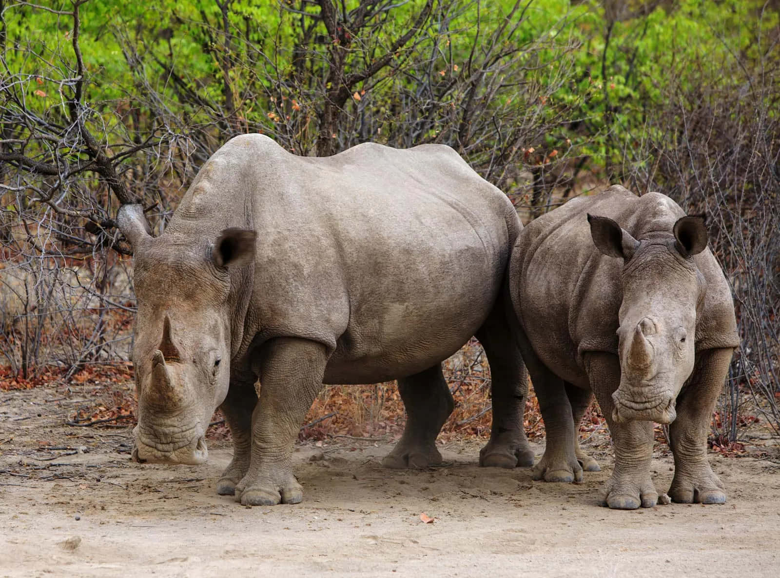 Ettmajestätiskt Noshörning Står I Afrikas Serengeti.