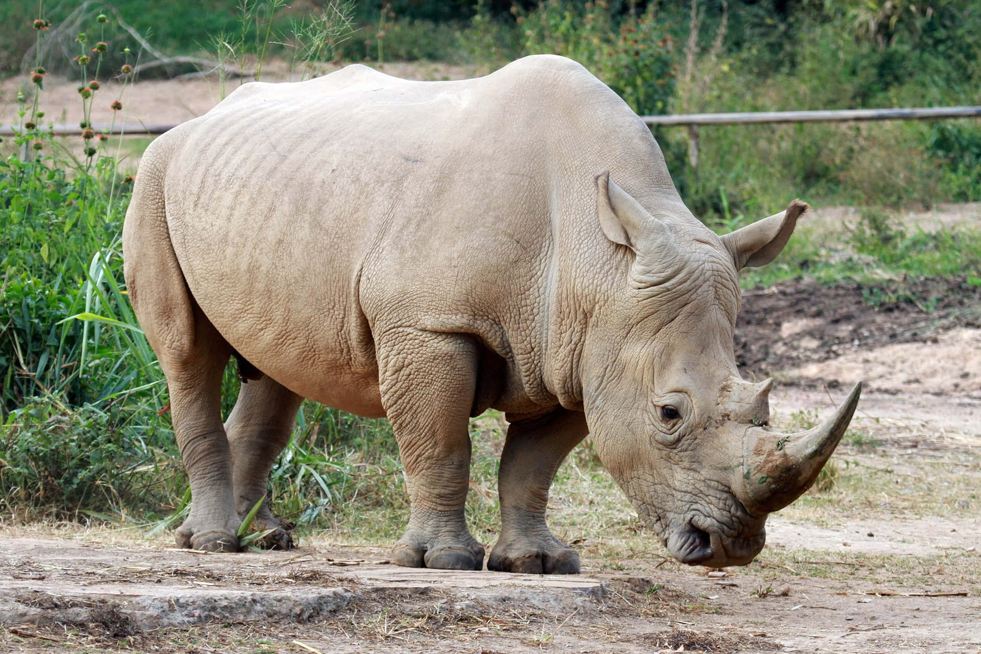A Rhino In A Zoo