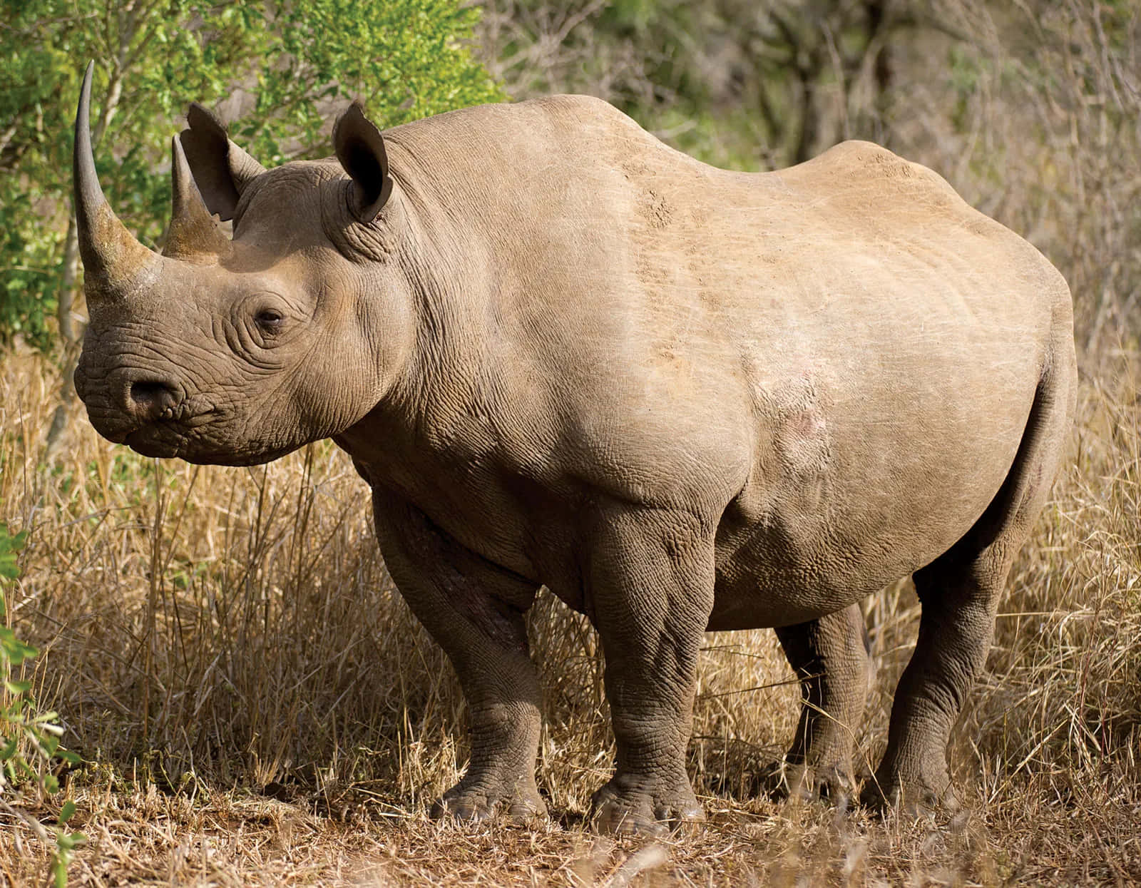En flok næsehorn i den afrikanske savanne.
