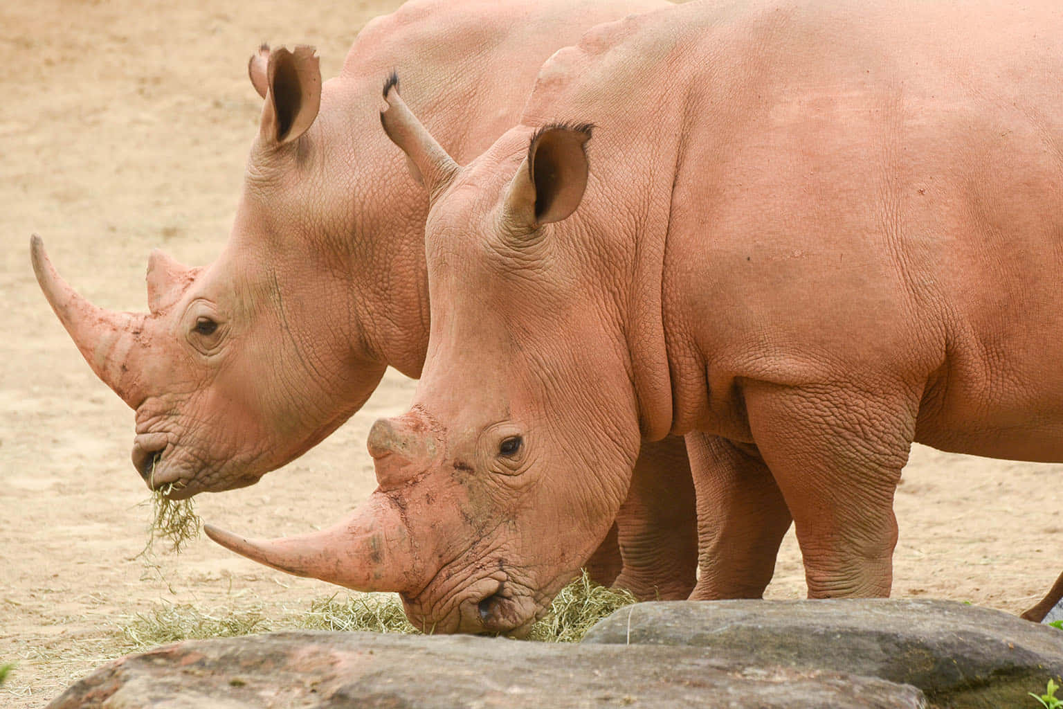 Unenorme Rinoceronte Africano Che Si Aggira Tra L'erba Alta