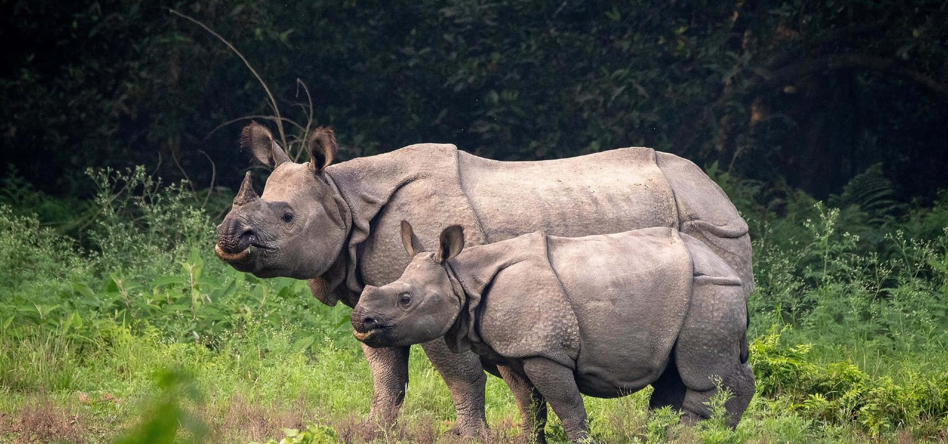 En ensom rhino, som står stolt i en stor afrikansk landskab