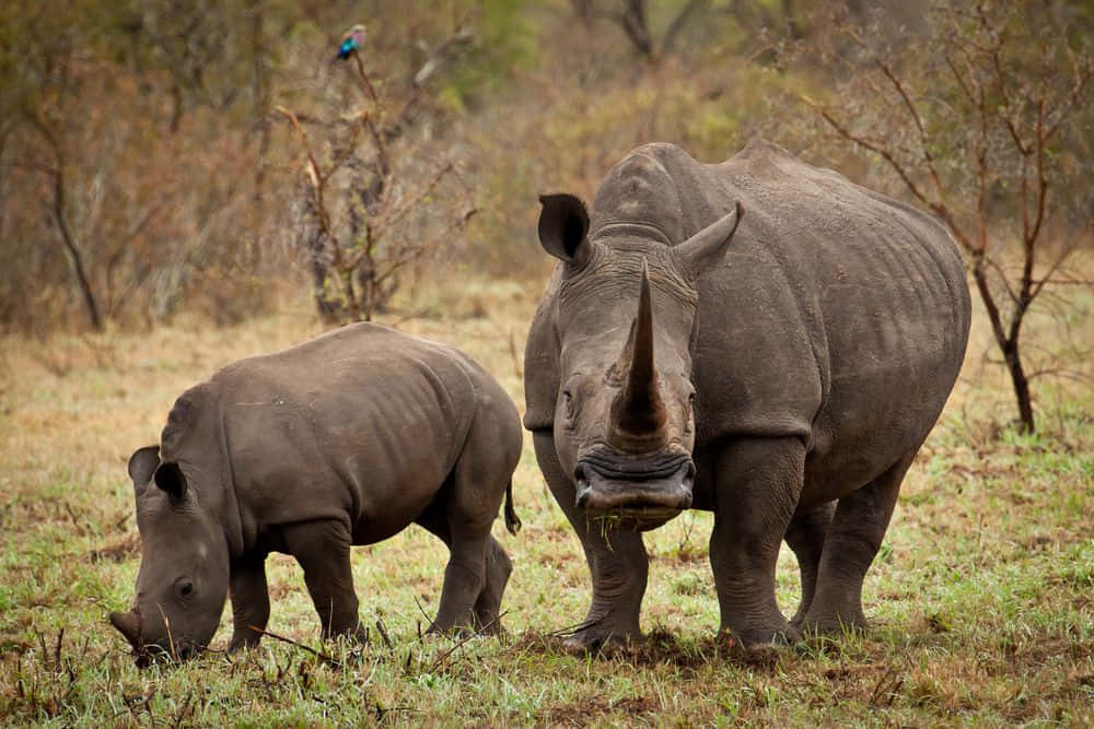 "An African Rhino Wanders in the Savannah Grasslands at Dawn"