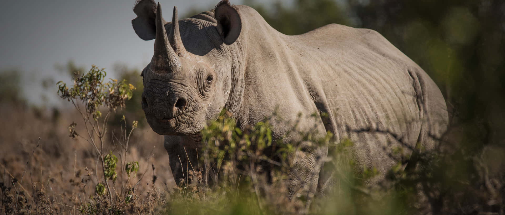 Unmaestoso Rinoceronte In Piedi Nella Sua Selvaggia Habitat