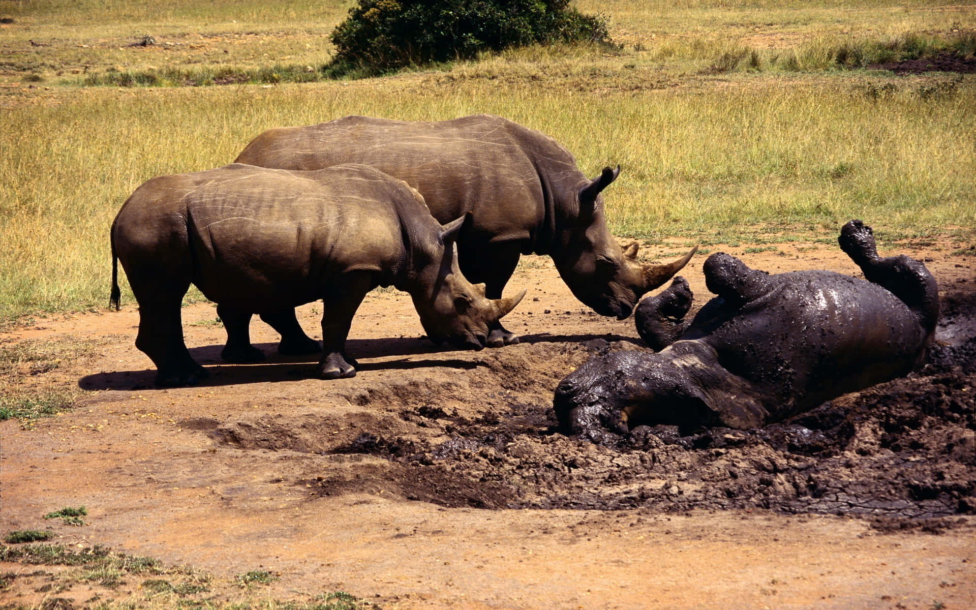 Rhinoceros Background