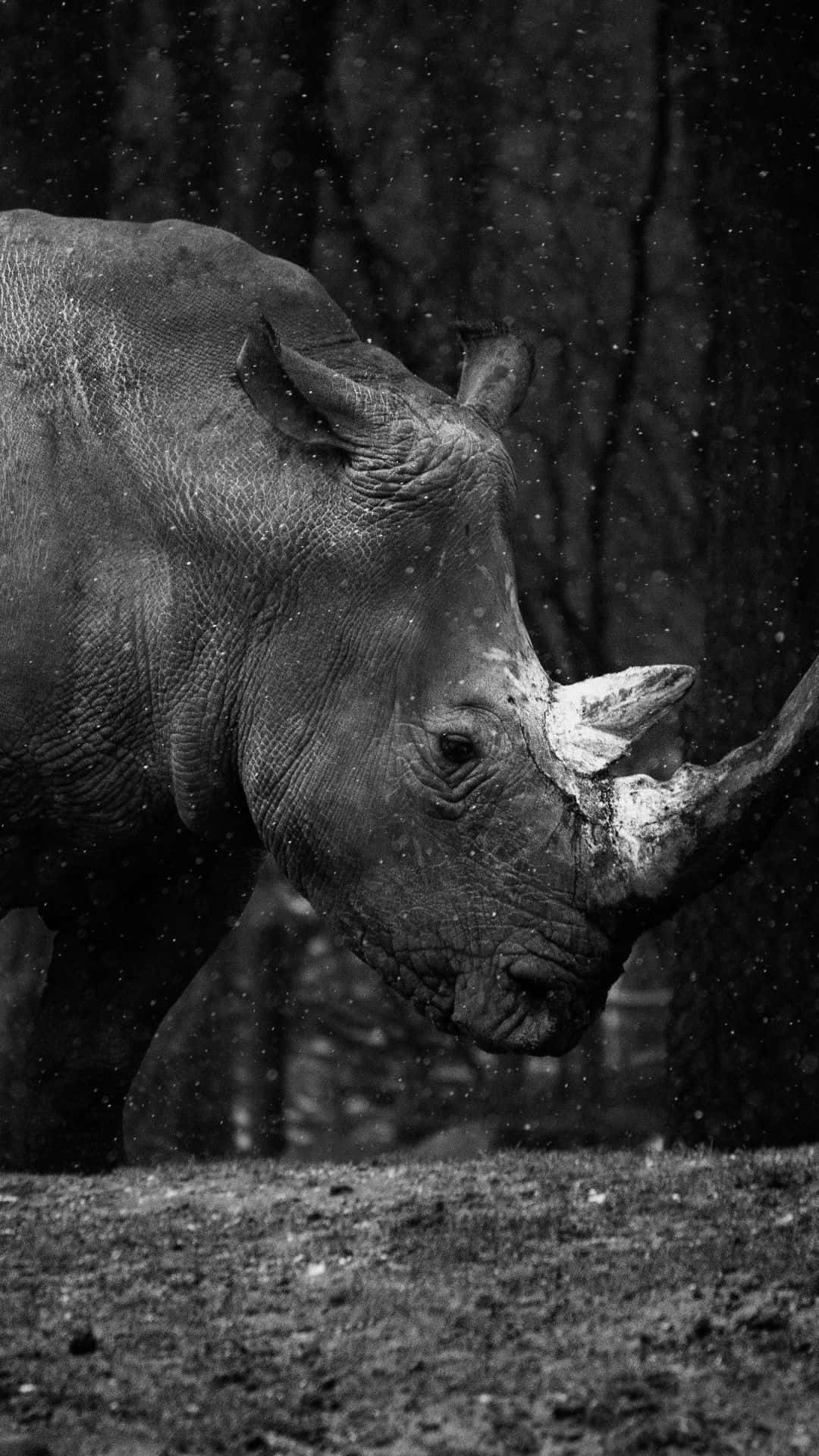 Rhinoceros Background