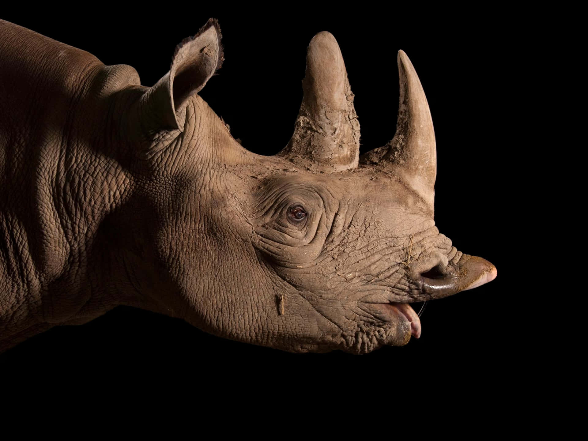 Rhinoceros Background