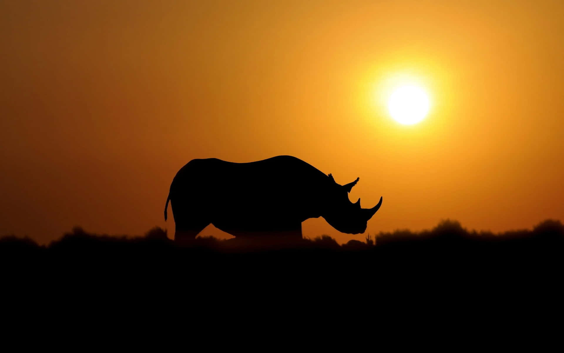 Rhinoceros Background