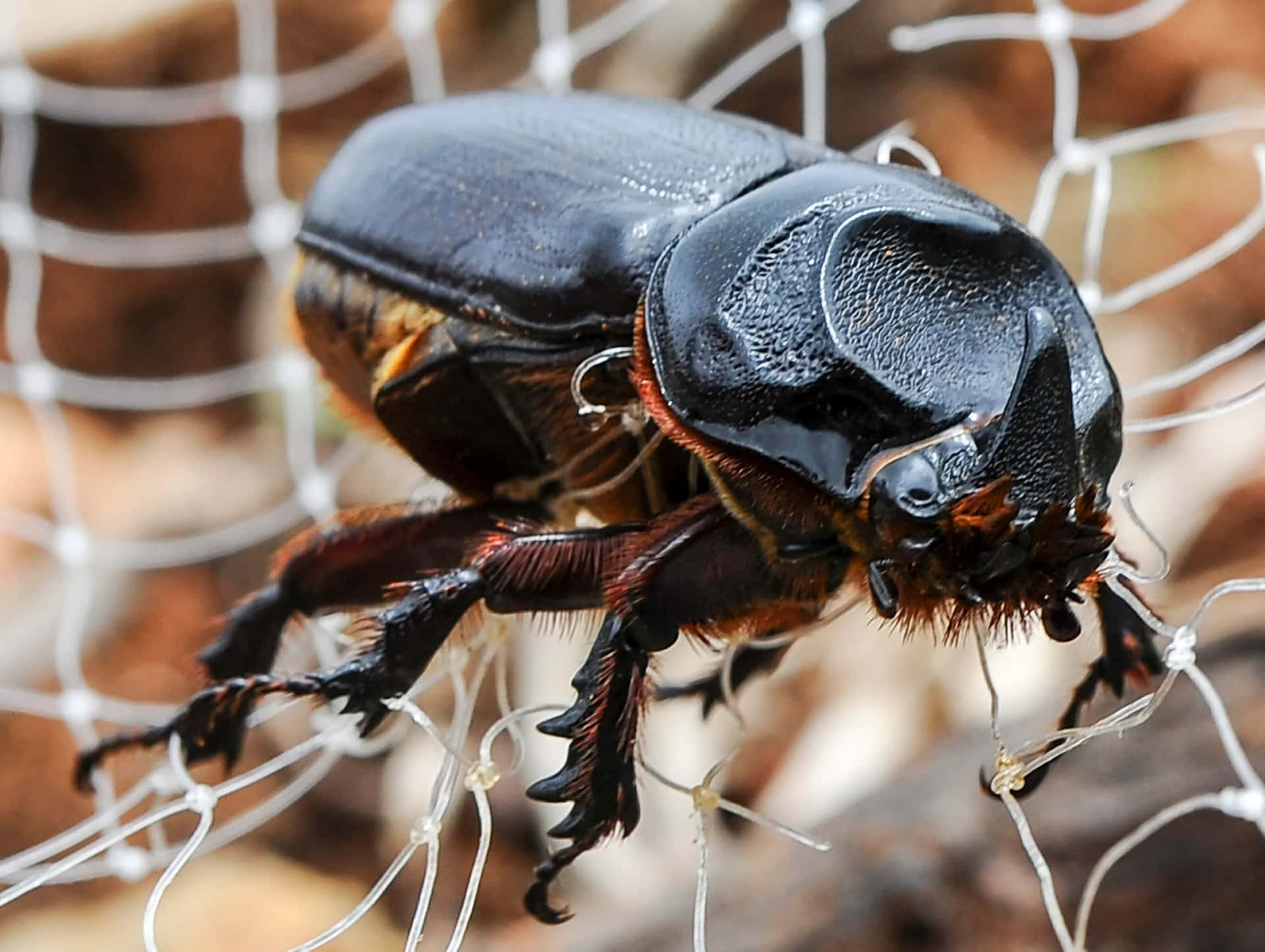 Rhinoceros Beetle Caughtin Netting Wallpaper