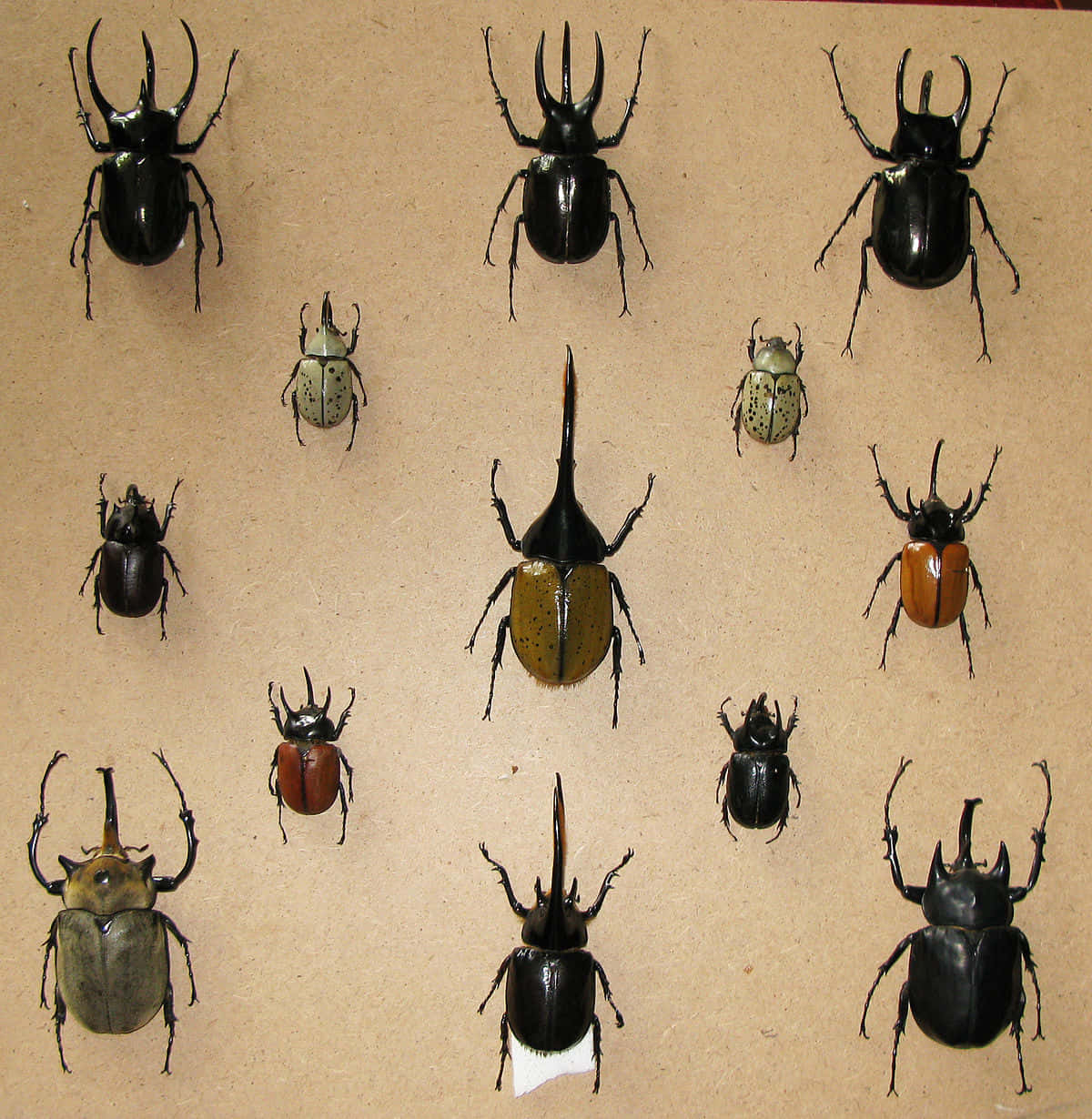 Rhinoceros Beetle Variety Display Wallpaper