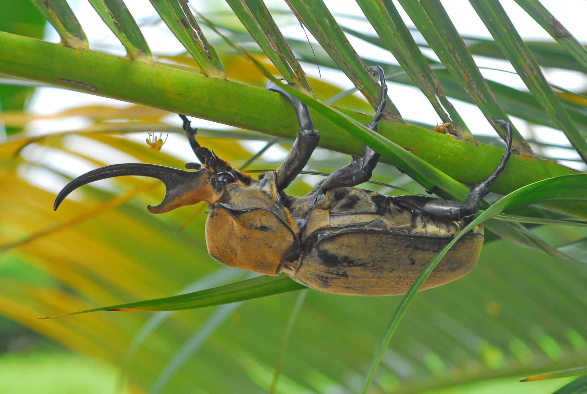 Rhinoceros Beetleon Palm Frond Wallpaper