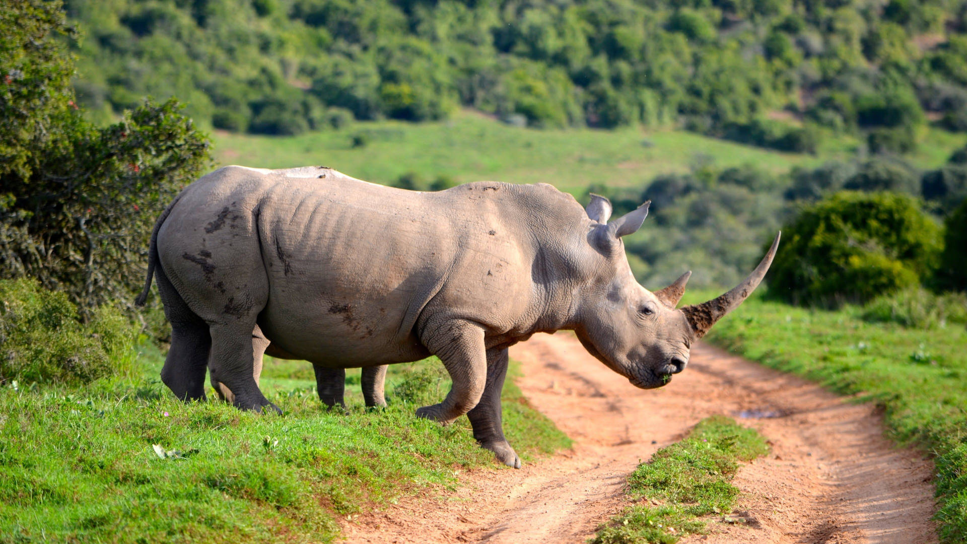 Rhinoceros Crossing Road Wallpaper
