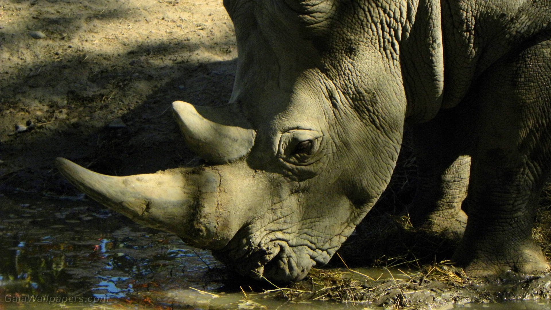 Rhinoceros Drinking Water Wallpaper