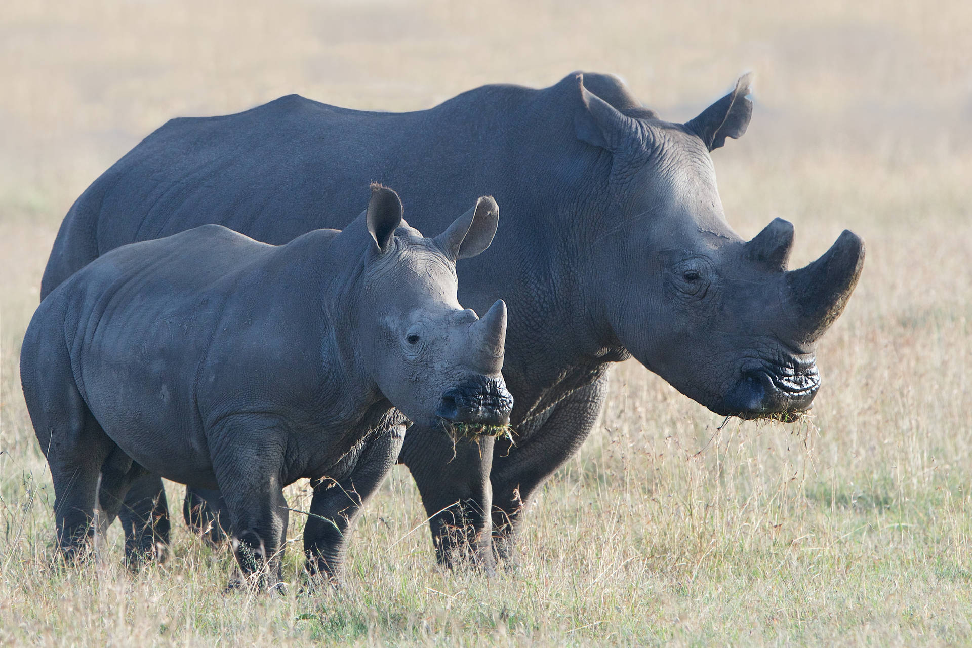 Rhinoceros Eating Grass Wallpaper