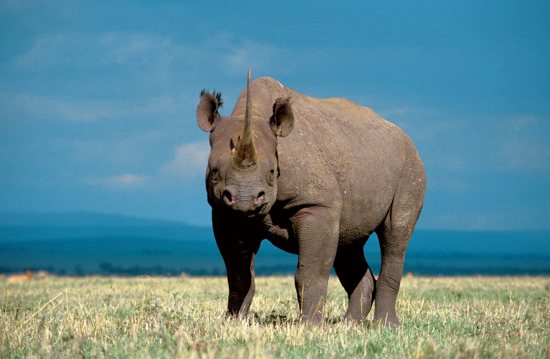 Rinoceronteen La Reserva Nacional De Masai Mara Fondo de pantalla