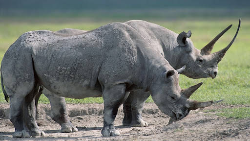 Rhinoceros In Mud Wallpaper