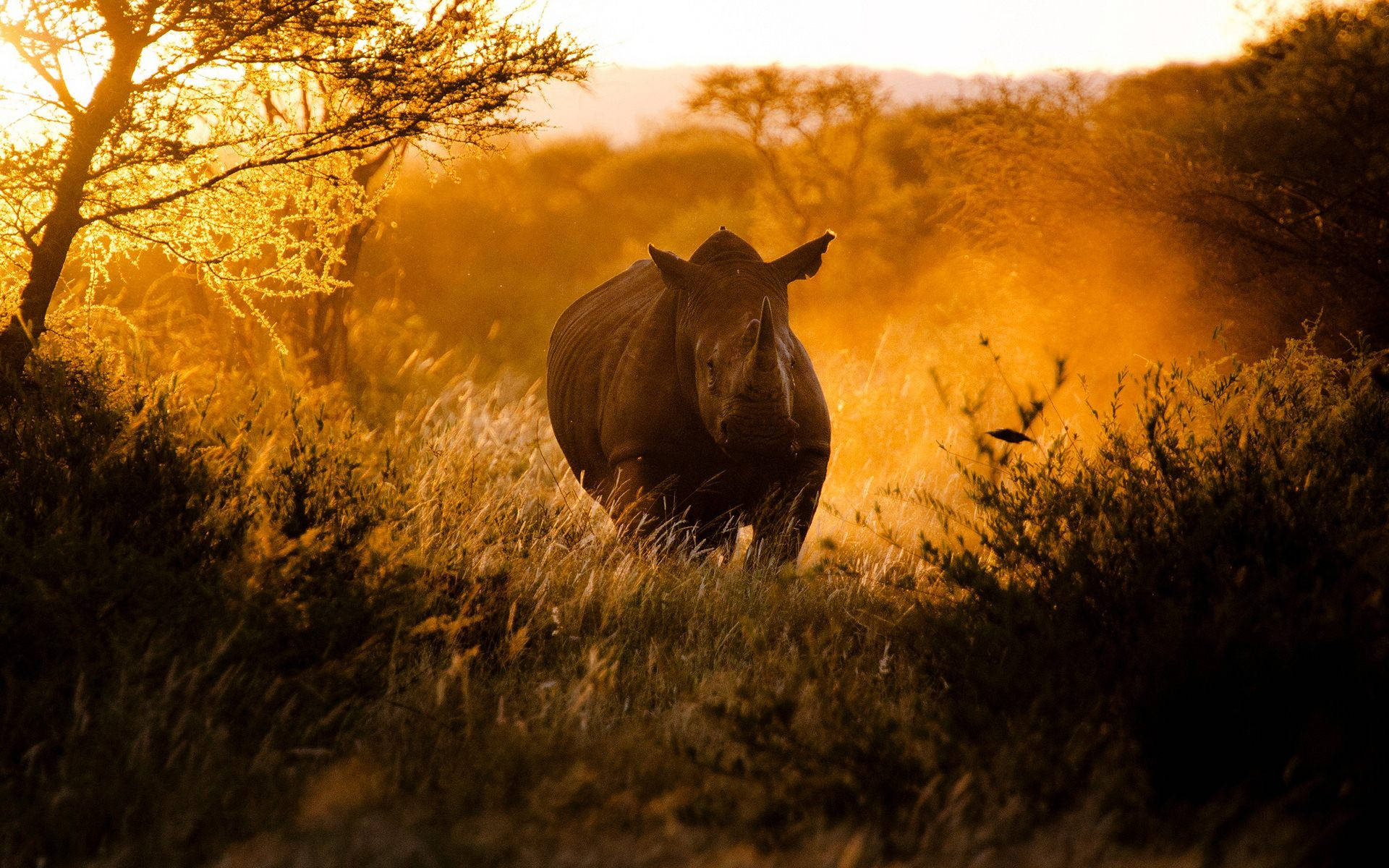 Rhinoceros Photography Art Wallpaper